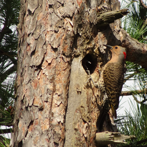 Northern Flicker Feeding Her Young