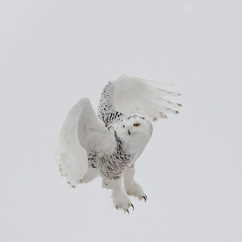 Snowy in flight
