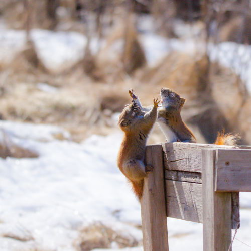 Kung fu squirrels