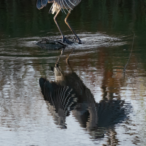 Great Blue Heron 