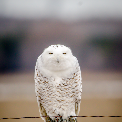 Not a "Morning" Owl