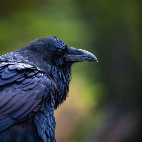 Thus Goes The Raven.....