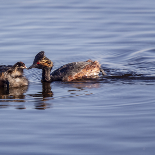 Eared Grebe