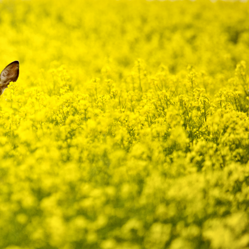 Deer in Field