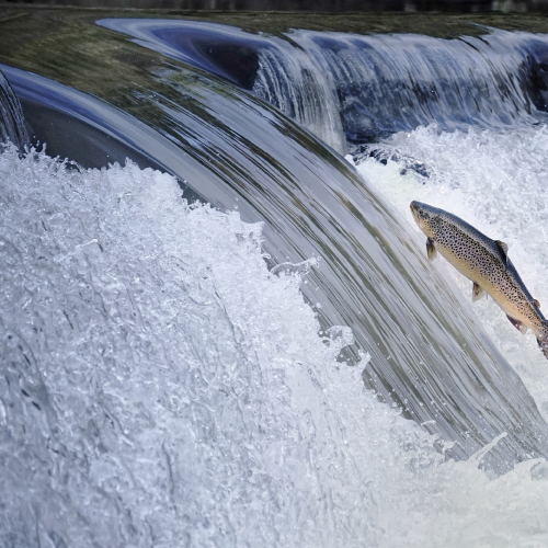 Leaping the Falls