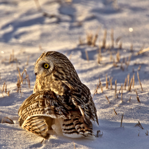 Short Eared Owl