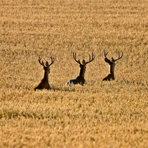 Deer in Field
