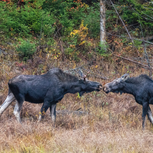 Two Moose - A Special Moment