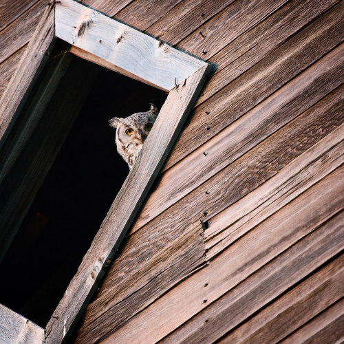 Great Horned Owl
