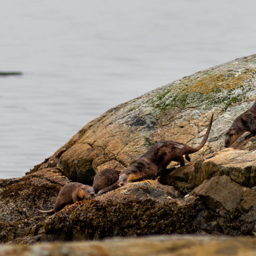 Sea Otters