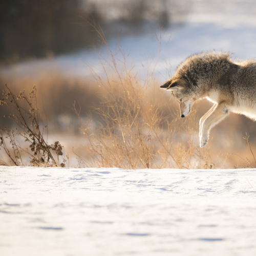 Pounce! 