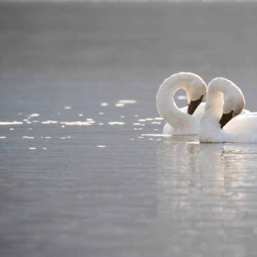 Trumpeter Swan On Guard