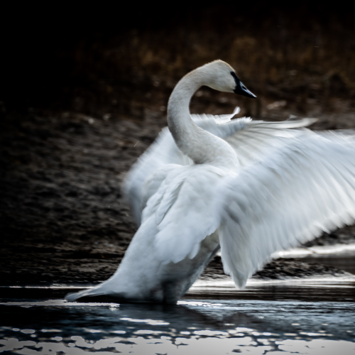 Trumpeter Swan On Guard