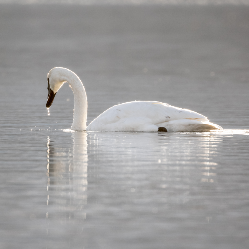 Trumpeter Swan On Guard