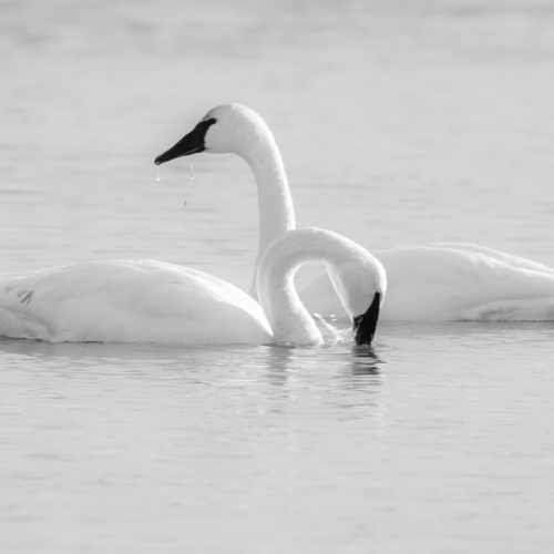 Trumpeter Swan On Guard