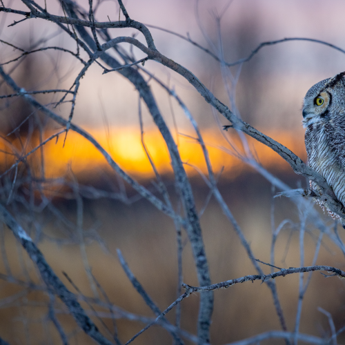 Great Horned Owl at Sunset