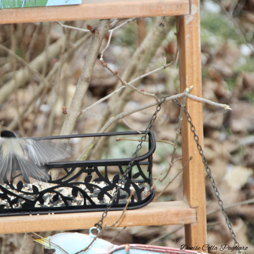 Beautiful little finch