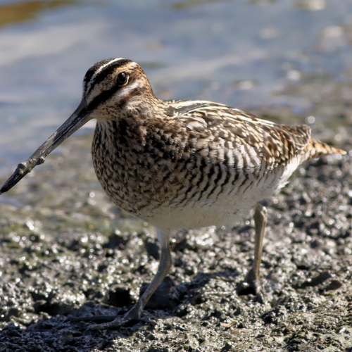 Waddling Along