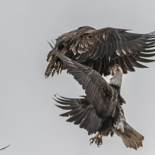 Eagles Skirmish