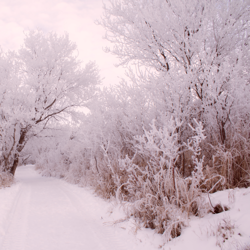 Sunrise Frost