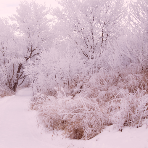 Sunrise Frost