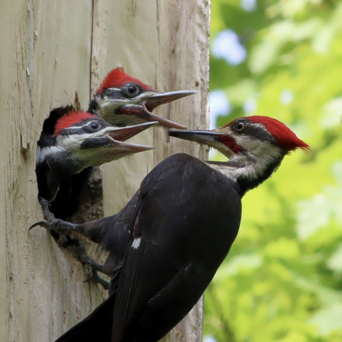 Feeding Time