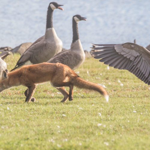 Fox and Canda Geese