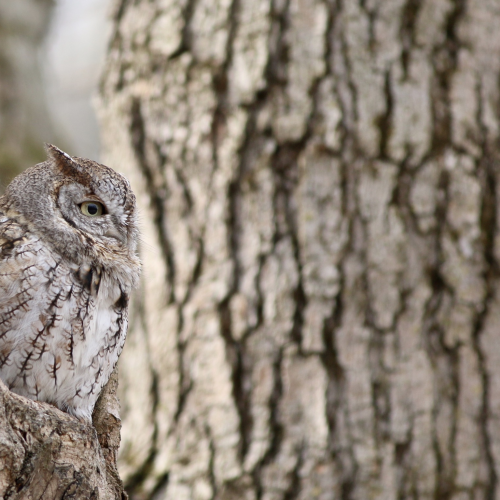 Blending In 
