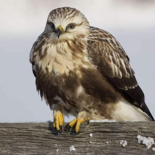 ‘Rough’ legged
