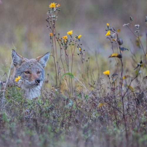 Coyote relaxing in Flowers