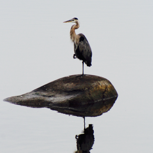Heron on a rock