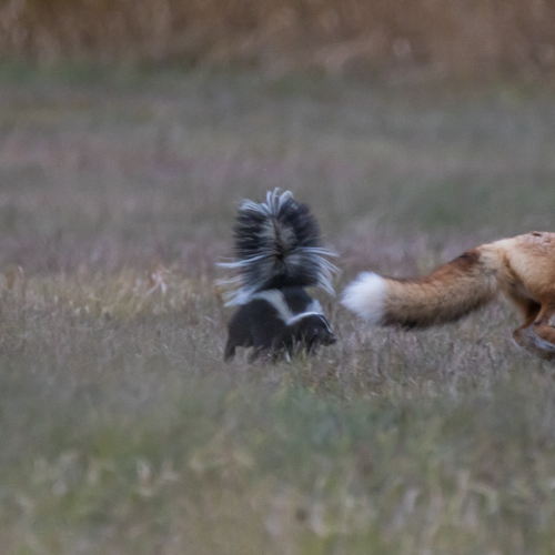 Close Encounter