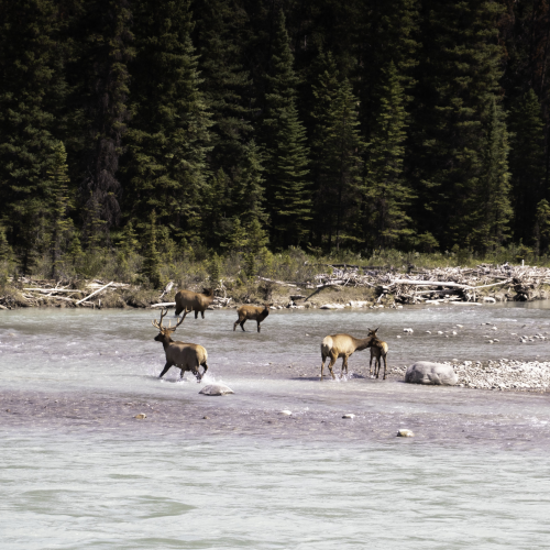 Elk Family Outing