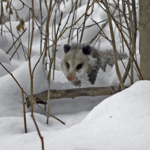 Opossum in the snow