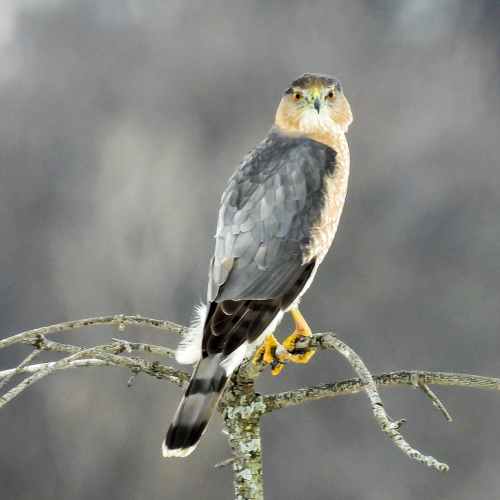 Cooper's Hawk