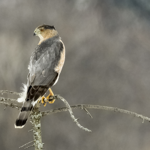 Cooper's Hawk
