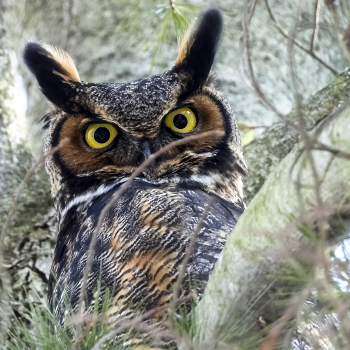Great Horned Owl