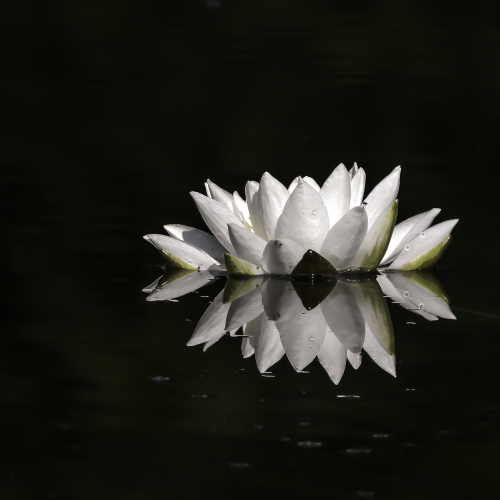 Water Lily