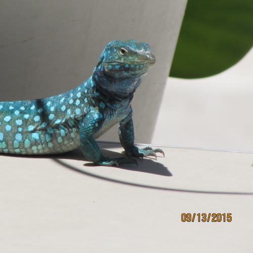 Blue Iguana