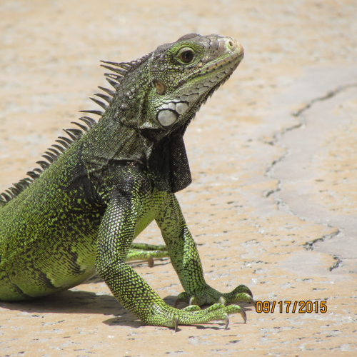 Green Iguana