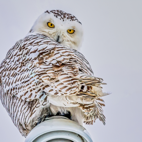 Snowy Owl