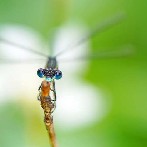 Bleue Eyes