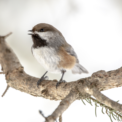 Boreal Chickadee