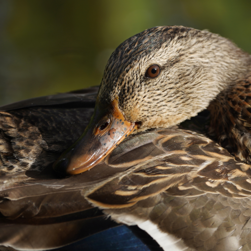 Miss Mallard