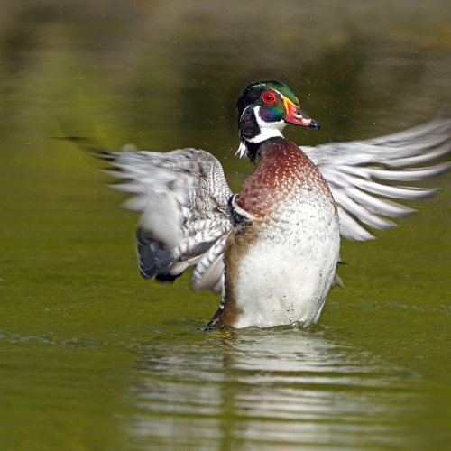 Drying wings