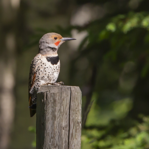 Northern Flicker