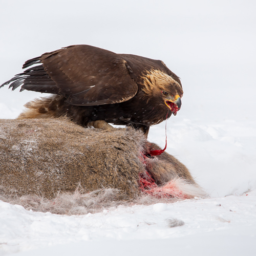 Roadkill