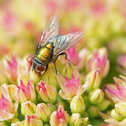 Tiny petals