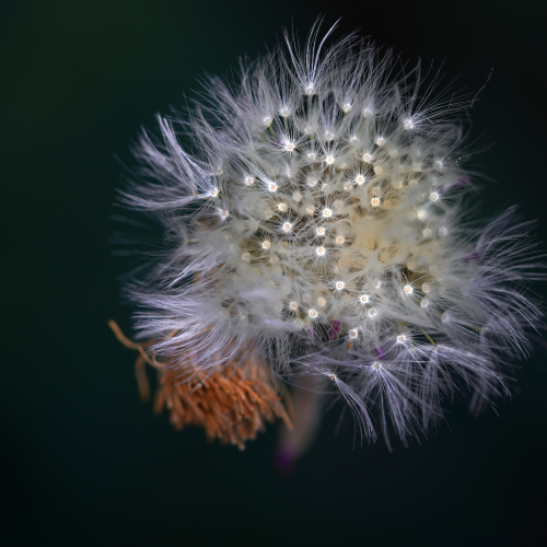 Life and death 
