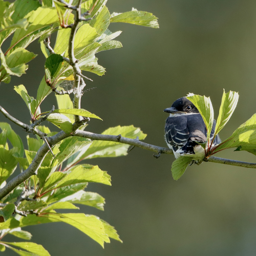 Eastern Kingbirds
